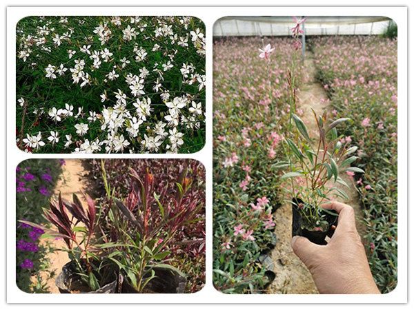 山桃草（千鳥花）